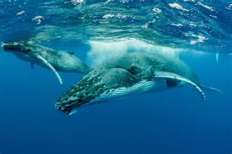 whales travel in groups called